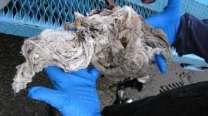 Bunched up "flushable" wipes